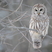 Barred Owl